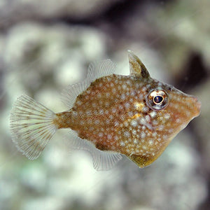 Filefish. **Local Pickup Only**