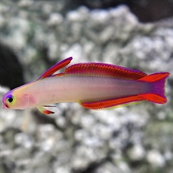Purple Firefish Goby - VS