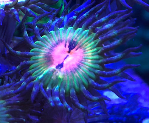 TuTu Tangos / Bowtie Blasters (price per polyp)