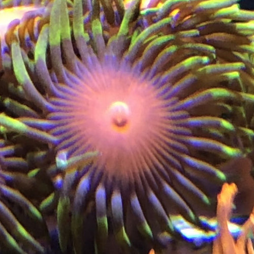 Red Dragon Eyes (priced per polyp)