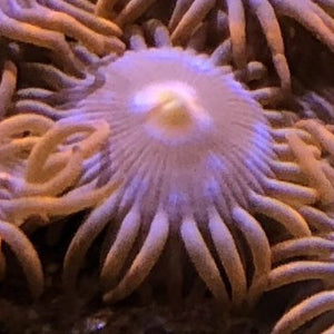 Red Blue Zoa (priced per polyp)
