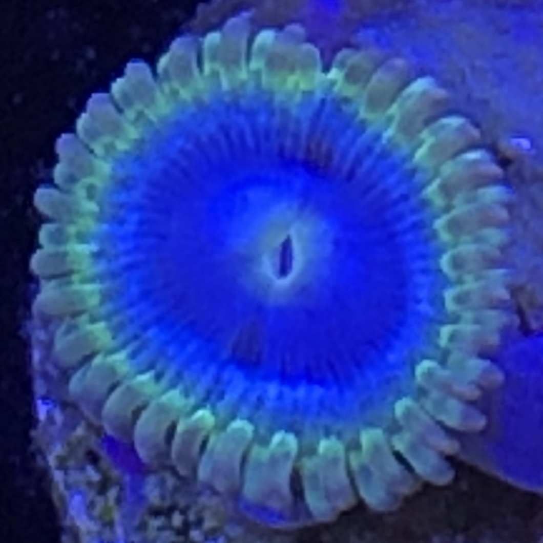 Rhino Blue (priced per polyp)