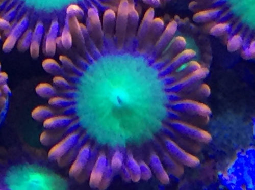 Fire Gobblins (priced per polyp)