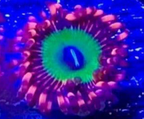 Candy Apple Fire Zoas (priced per polyp)