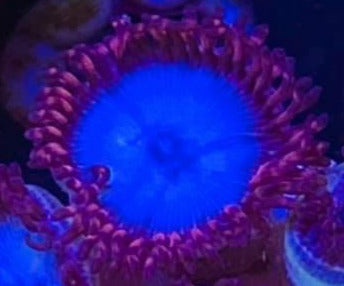 Spiderman Zoas (priced per polyp)