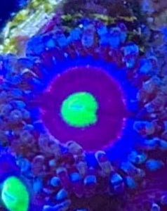 Pink Ring of Death Zoas (priced per polyp)