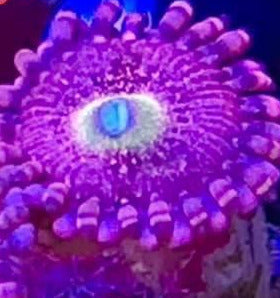 Playboy Bunnies Zoas (priced per polyp)