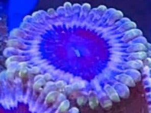 White Velvets Zoas (priced per polyp)