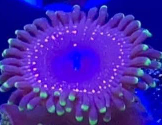 Tazer Zoas (priced per polyp)