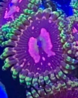 Space Chaos (priced per polyp)