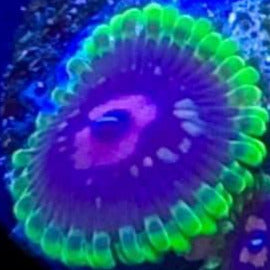 Scralet Fever Zoas (priced per polyp)