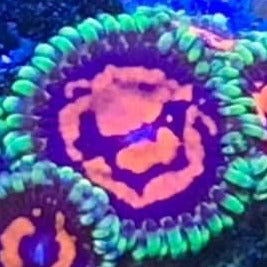 Sticker Shock Zoas (priced per polyp)