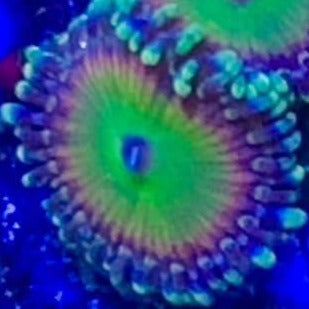Rainbow Troll Zoas (priced per polyp)