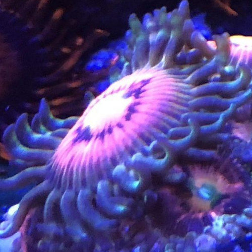 Rainbow Incinerators (priced per polyp)