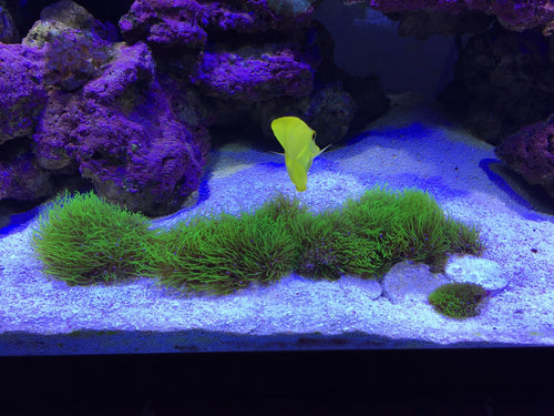 GSP Green Star Polyps