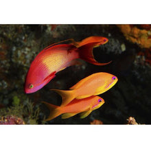 Load image into Gallery viewer, Lyretail Anthias Female