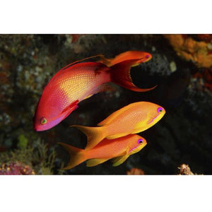 Lyretail Anthias Female