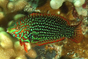 Ornate Leopard Wrasse