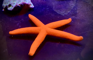 Bright Orange Red Linckia Starfish - VS