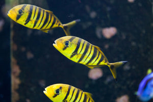 Gold Black Pilot Fish - VS