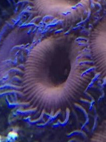 Purple Death Zoas Palys (priced per polyp)