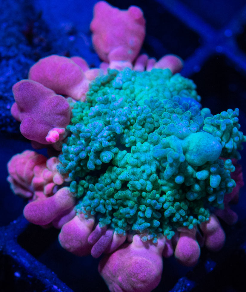 Frankenstein Bounce Mushroom – sjreef