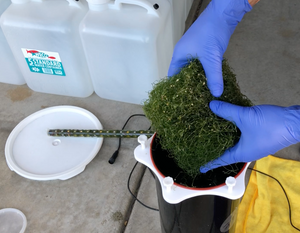 Macro Algae Chaeto for Sump or Reactor **Local Pickup Only**