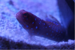 Blue Spotted Jawfish - VS