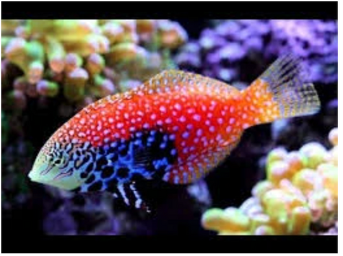 Blue Star Divided Leopard Wrasse Fish - VS