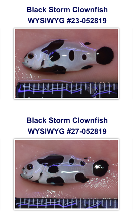 Black Storm Clownfish - Extreme A Grade. **Local Pickup Only**