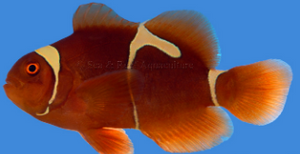 Gold Flake Maroon Clownfish
