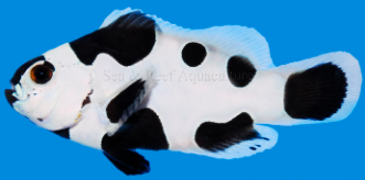 Black Storm Clownfish