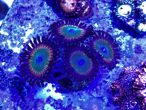 Shazam (priced per polyp)