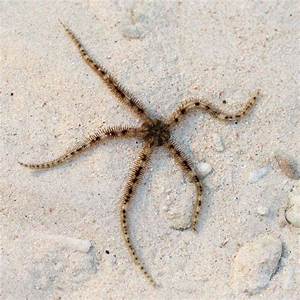 Tiger Brittle Star