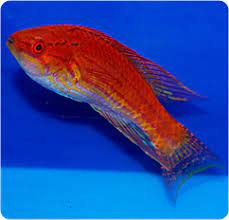 Angulatus Flasher wrasse