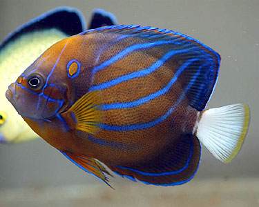 Annularis Angel fish