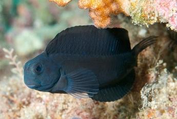Black Blenny Fish - VS