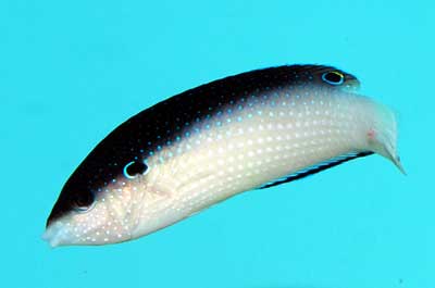 Black China Wrasse