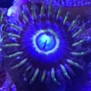 Hornets Blue (priced per polyp)