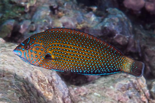 Blue Spotted Wrasse - VS