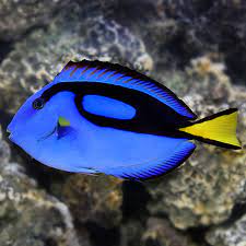 Blue Hippo Tang Dori. **Local Pickup Only**