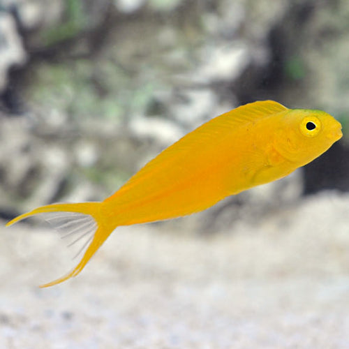 Canary Blenny. **Local Pickup Only**