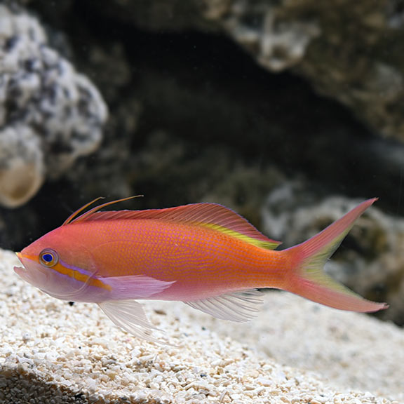 Carberry Anthias. **Local Pickup Only**