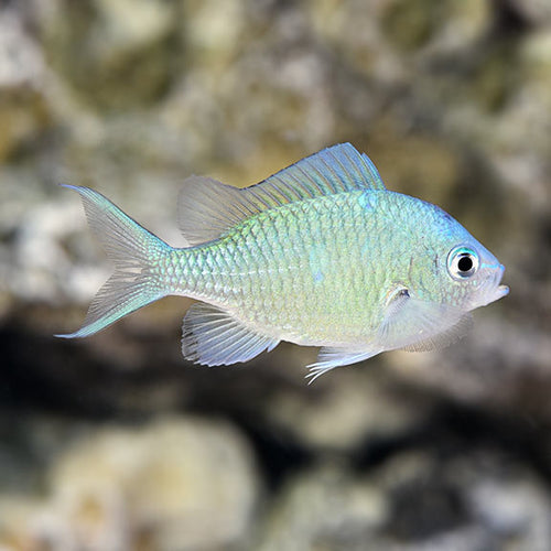 Green Chromis - SDC