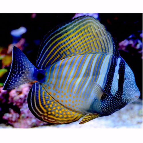 Desjardini Sailfin Tang - VS. **Local Pickup Only**