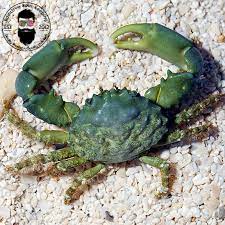 Emerald Crab. **Local Pickup Only**