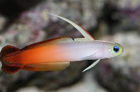 Firefish shop goby care