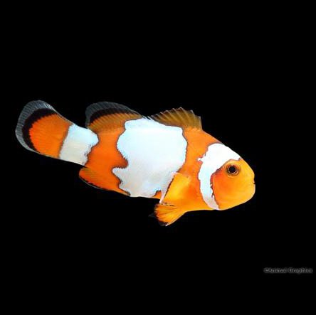 Extreme Snow Onyx Clownfish