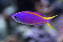 Load image into Gallery viewer, Purple Queen Anthias - SDC
