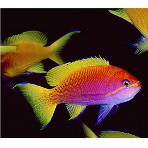 Bimaculatus Anthias - VS